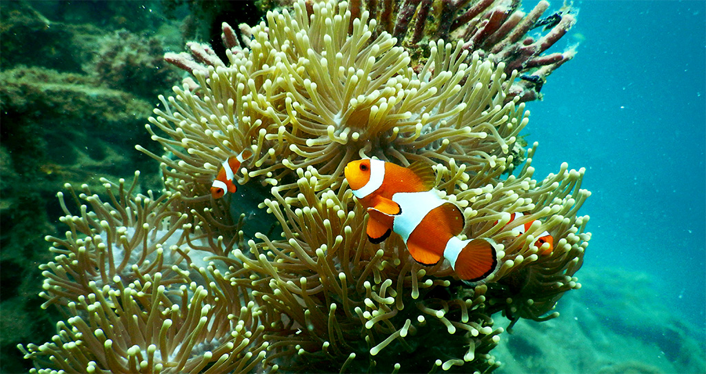 diving and snorkeling